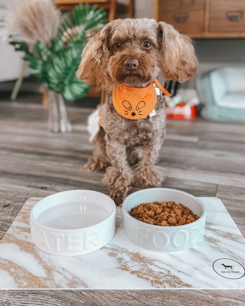 Classic Water Ceramic Pet Bowl in White