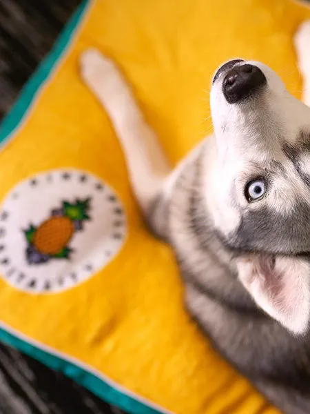 Customizable Dog Beds: Sit. Stay. Snooze.