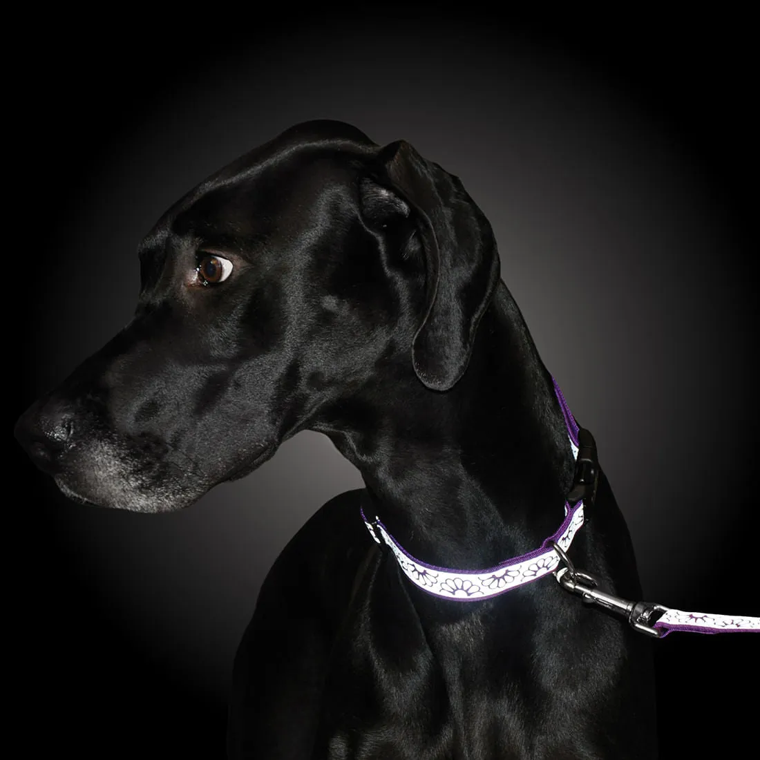 Lazer Brite Dog Collar, 12"-18" x 5/8"