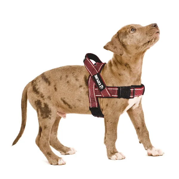 M-PETS Explore Harness