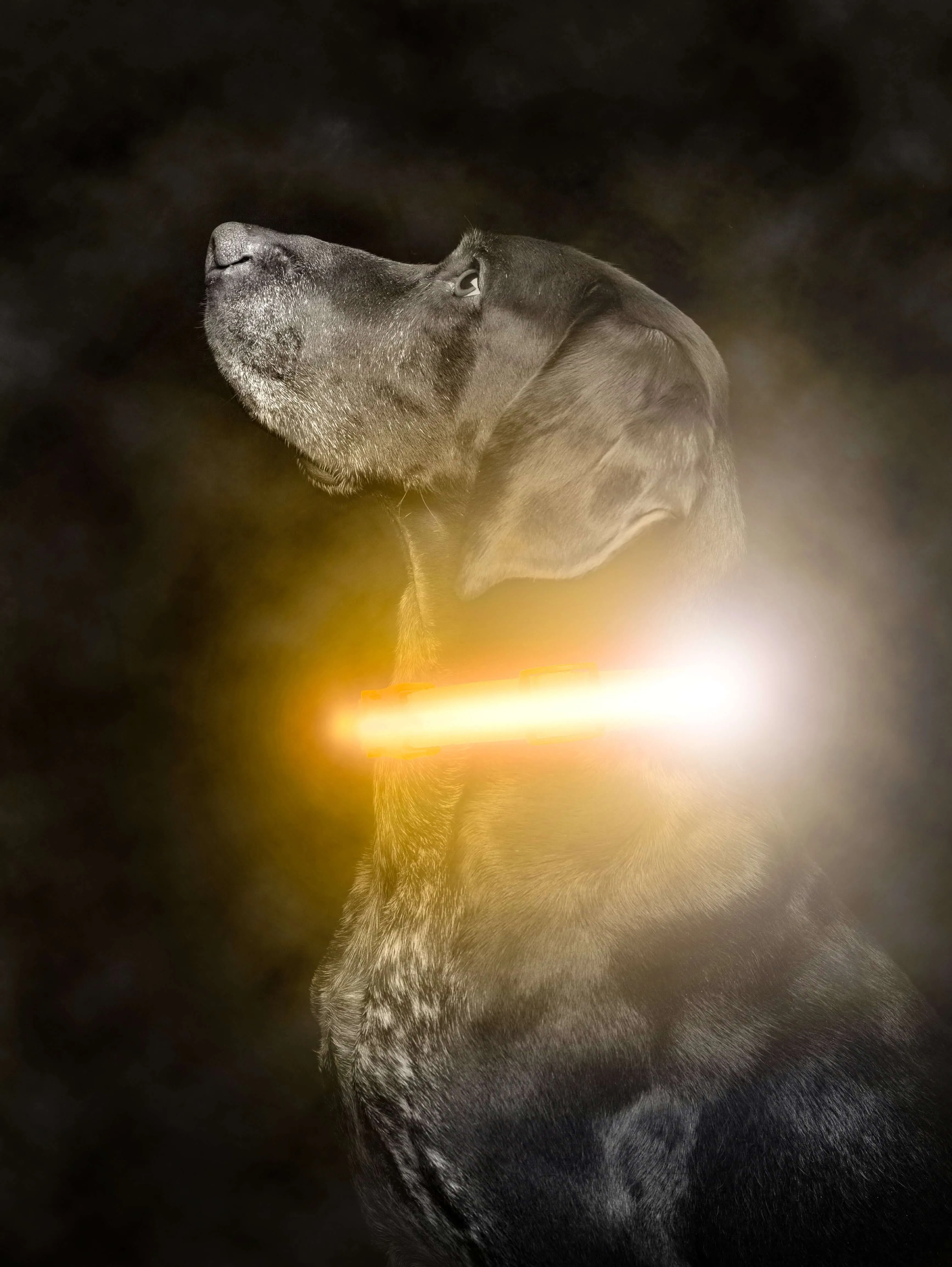 Mighty Paw LED Dog Collar - Two Light Strips, Rechargeable & Weather-Resistant