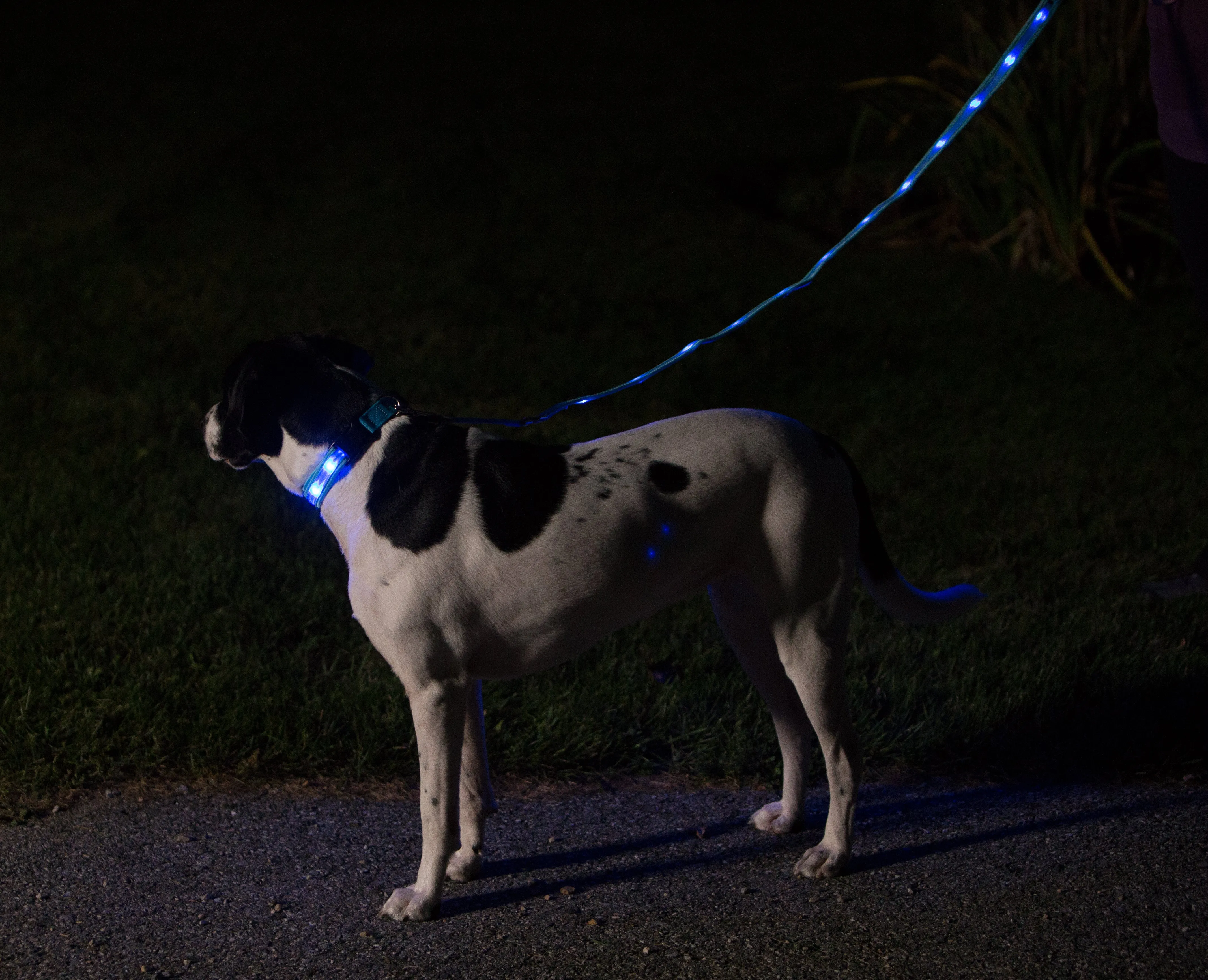 Nite Beams LED USB Rechargeable Lighted Dog Leash