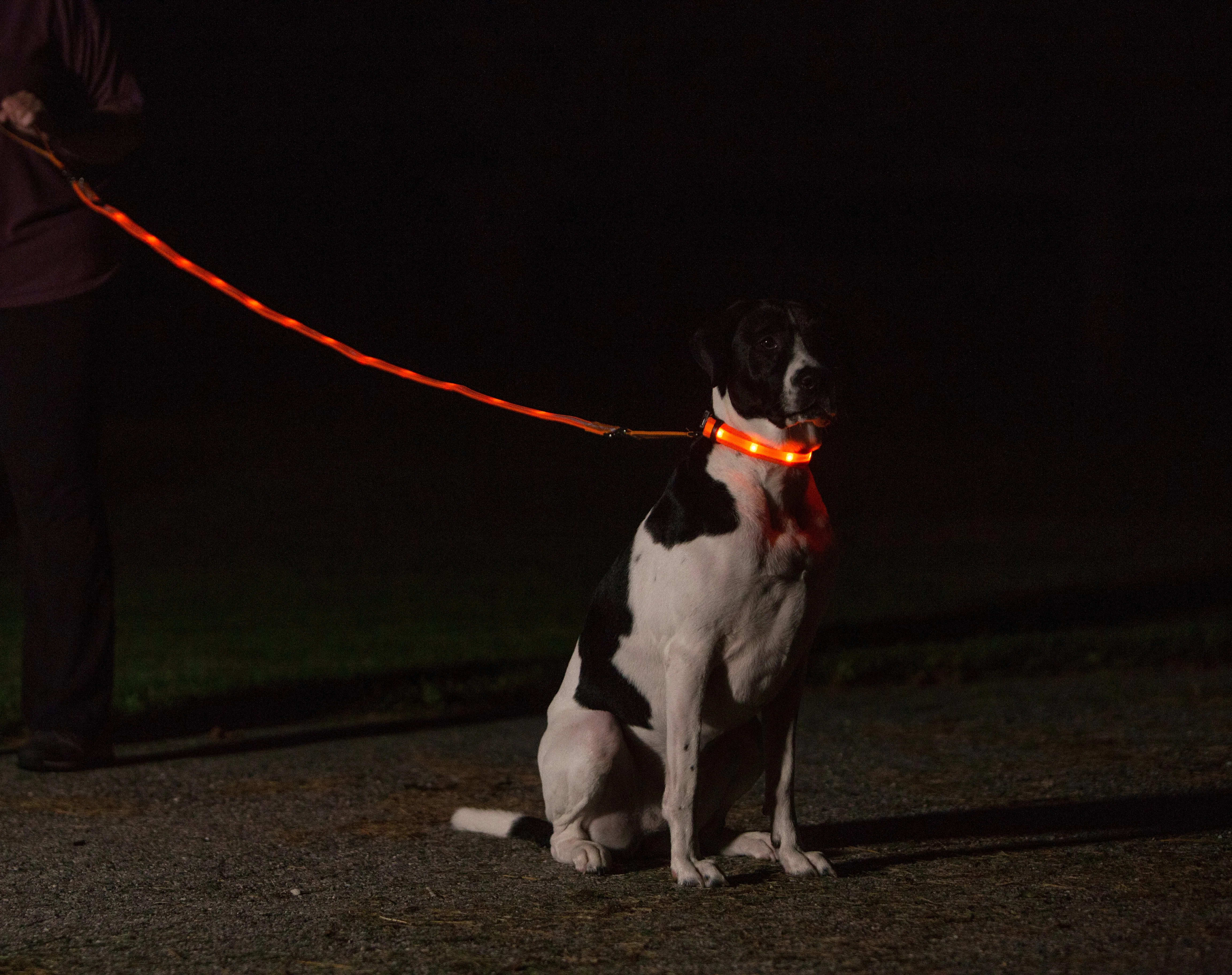 Nite Beams LED USB Rechargeable Lighted Dog Leash