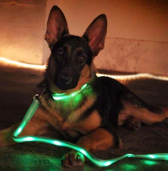 Nite Beams LED USB Rechargeable Lighted Dog Leash