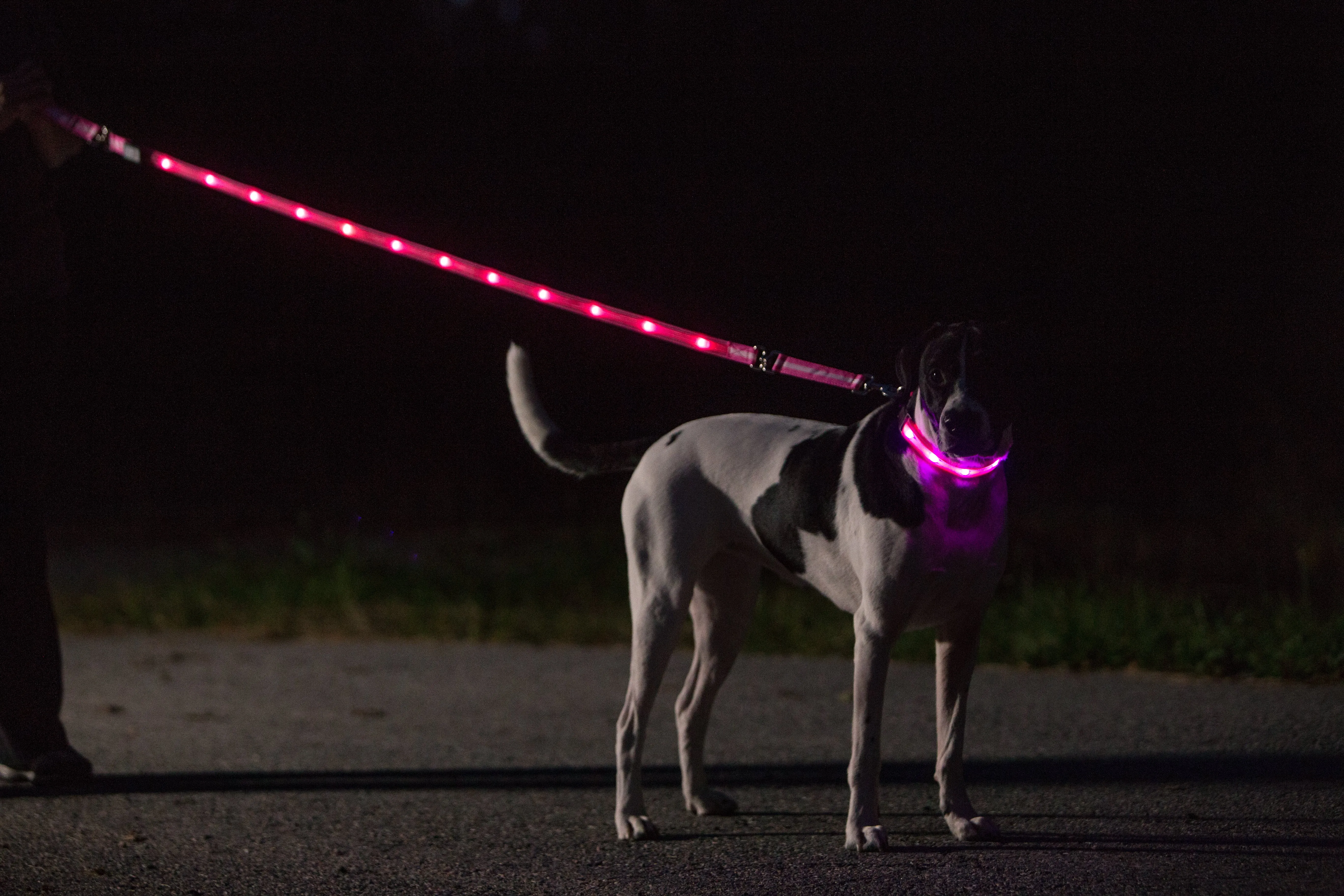 Nite Beams LED USB Rechargeable Lighted Dog Leash