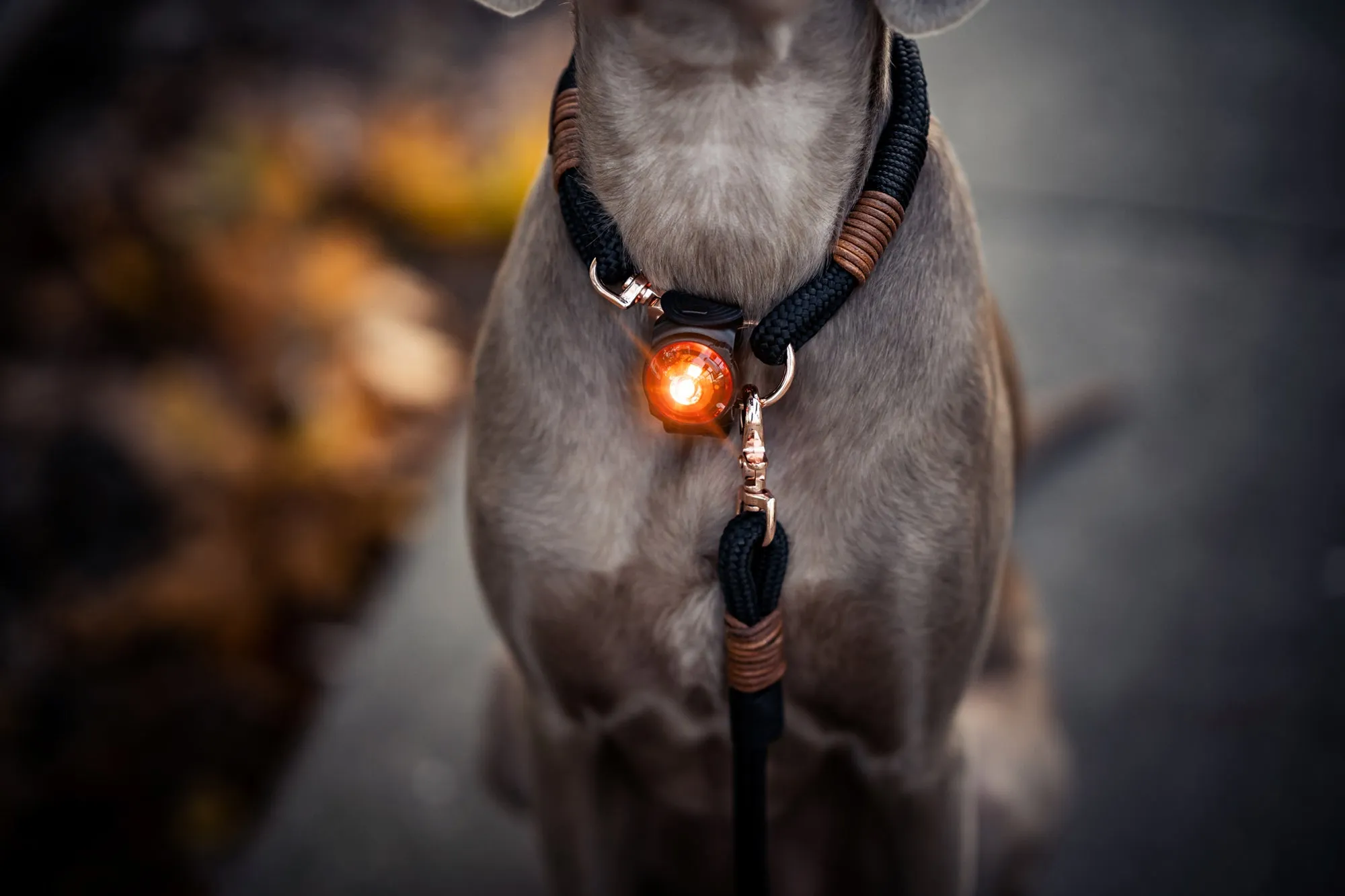 Orbiloc Dual LED Dog Safety Light, Amber